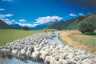 sheep-in-new-zealand-21728040.jpg