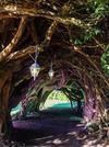 Yew Tunnel at Aberglasney Gardens