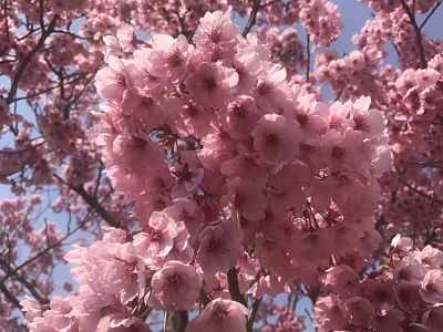 2017 Tokyo cherry blossoms