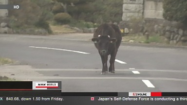 Abandoned japan farm animals