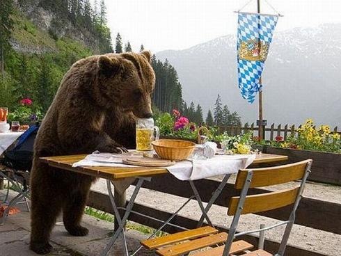 beer bear