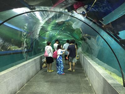 Boracay Crown Regency Oceanarium tunnel walk