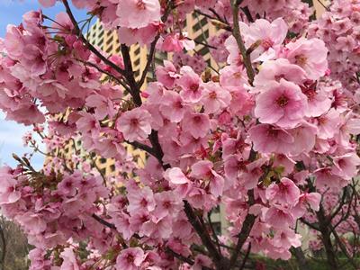 Cherry Blossom Season 2016