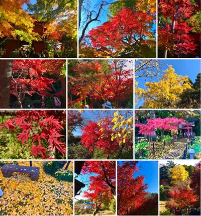 Fall Colors Tokyo 2022