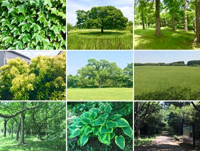 fresh spring greenery in tokyo