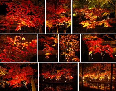 Nighttime light-up of Hondoji fall colors