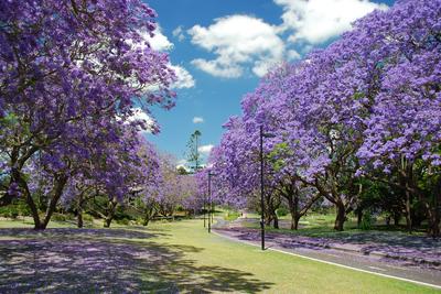 Australia's jacaranda trees