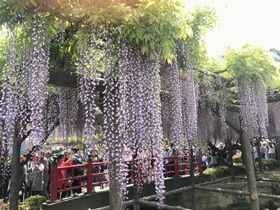 Wisteria Festival (藤まつり) at Kameido Tenjin Shrine (亀戸天神社)