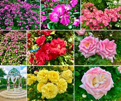 Keisei Rose Garden (京成バラ園)