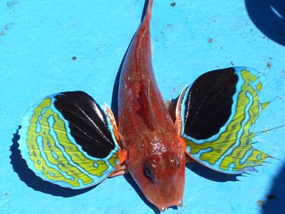 Miura Kaigan butterfly fish
