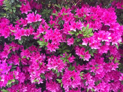 2015 Nezu Shrine Azalea Festival