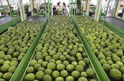 Obanazawa watermelons