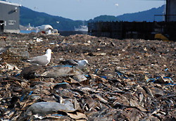 Foul-smelling fish and seaweed plague survivors of earthquake and tsunami