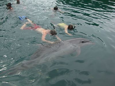 Swimming with the dolphins in Palau