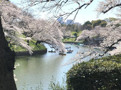 2019 Chidorigafuchi Cherry Blossoms (千鳥ヶ淵の桜)