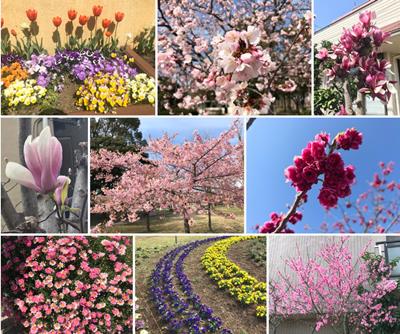 2021 spring flowers collage