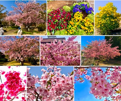 2023 spring flowers collage