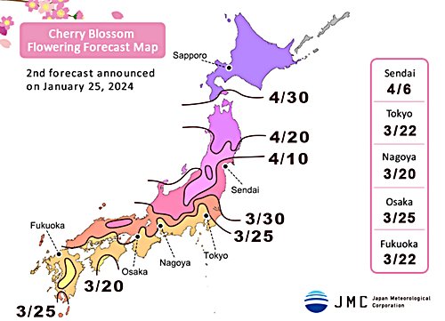 2024_cherry_blossom_front