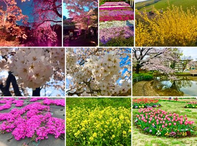 2024 spring flowers collage