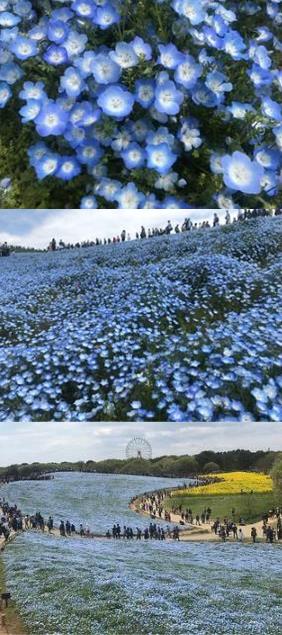 Baby Blue Eyes flowers