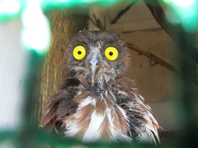 bird hospital patient