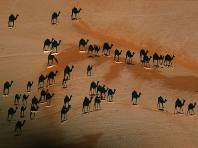 camel shadows