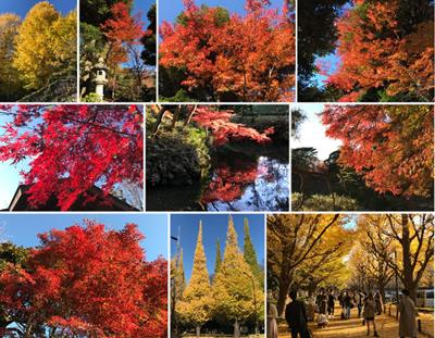 Tokyo fall colors in December 2021
