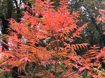 fall colors in Mizumoto Koen