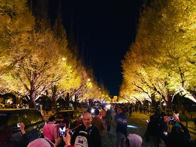 Nighttime lightup of Gaien Ichou Namiki Dori