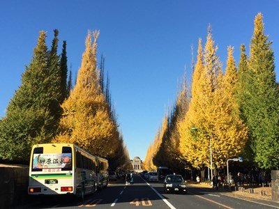 golden ginkgo trees in Tokyo