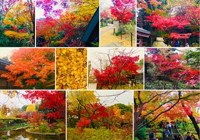 Hondoji Temple fall colors - Dec. 2, 2018