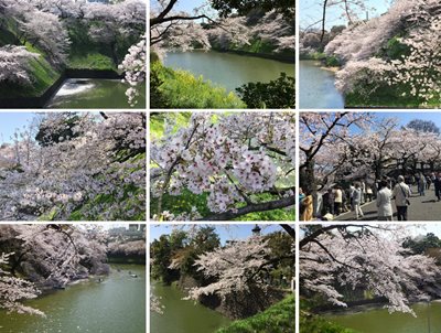 Japanese cherry blossoms 2015