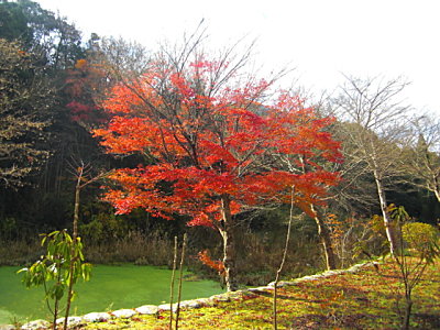 Japanese maple tree