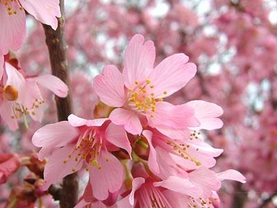 Japanese sakura