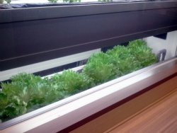 Tokyo Subway sandwich shop hydroponic leaf lettuce