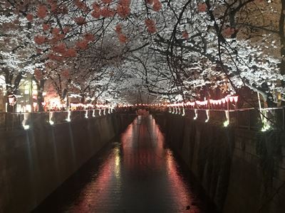 Nighttime lightup of Megurogawa cherry blossoms