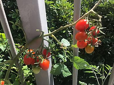 mini-tomatoes