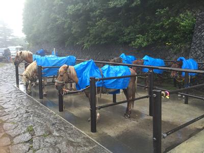 Mt. Fuji 5th Station horses in their raincoats