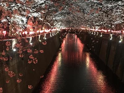 Nakameguro Cherry Blossom Festival