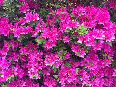 2015 Nezu Shrine Azalea Festival