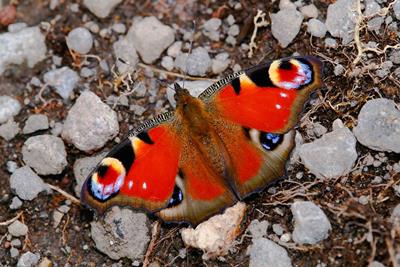 peacock butterfly by Danny Soh