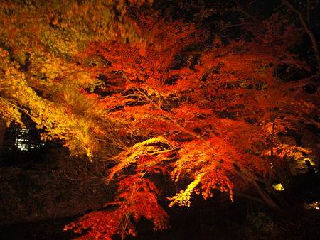 Nighttime fall colors in Rikugien Garden