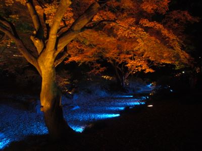 Rikugien 2014 nighttime lightup