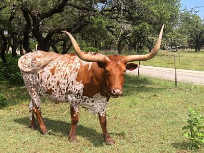 Texas Longhorn