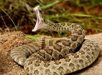 Texas rattlesnake