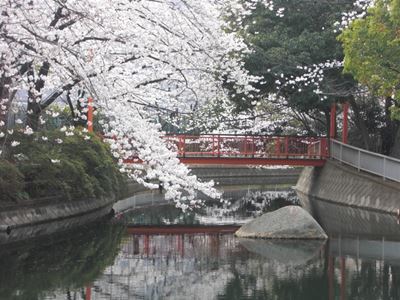 Cherry blossoms in Tokyo, Japan