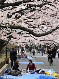 Ueno Park cherry blossoms
