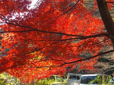 Yoro Keikoku momiji