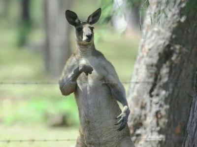 Kangaroo