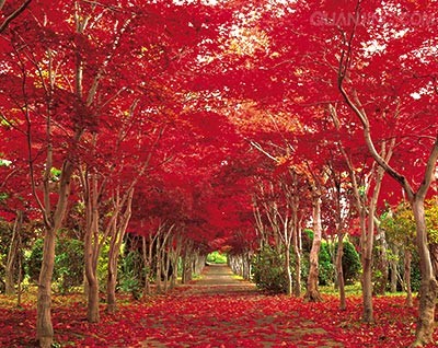 Maple leaves in Canada